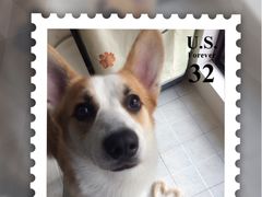 -爱侣宠医·鹦鹉专科·小型哺乳类·异宠专科(灵石路店)