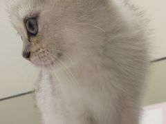 -爱诺耐芙动物医院(万博店)