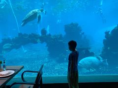 -海棠湾洲际-涛·海底餐厅·美人鱼·自助餐·海底隧道