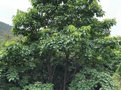 -青岛崂山太清宫