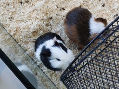 -怪兽屋·羊驼·猫咖·狗咖(俊华广场店)