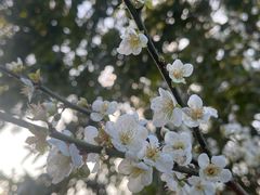 -荔枝公园(福田区)