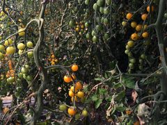 -杨柳青园艺科技博览园