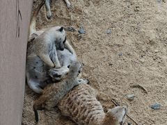 -合肥野生动物园