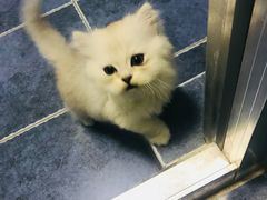 -美联众合动物医院(·中兽医·疑难杂症·严家桥分院)