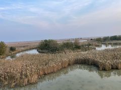 -盐城丹顶鹤湿地生态旅游区