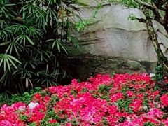 -南山植物园