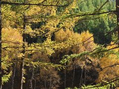 -苏木山森林公园