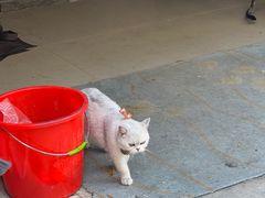 -媛媛家秘制鸡丝凉皮(陆慕店)