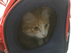 -荔康动物医院(康王北路店)