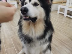-李小姐の猫咖啡馆(五角场店)