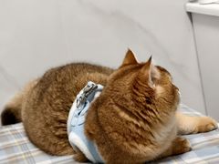 -小呆的宠物店·宠物售卖·宠物寄养(城西店)