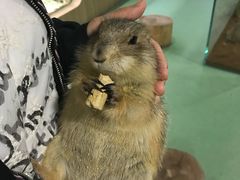 -藦茜花园宠物主题亲子互动体验馆(国顺东路店)