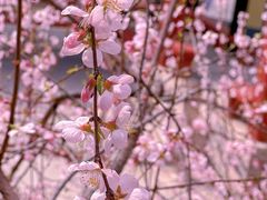 -桃花堤公园