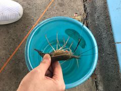 -小象钓虾·营地烧烤(洛溪店)