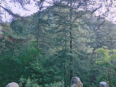 -朱雀国家森林公园