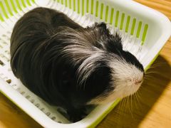 -藦茜花园宠物主题亲子互动体验馆(国顺东路店)