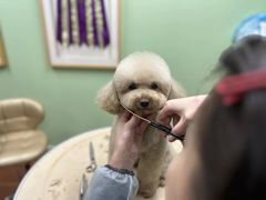 -鑫艺宠物美容培训学校