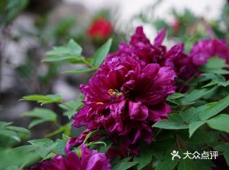 原来对「狮子林」的紫藤不报什么希望， 没想到意外收获