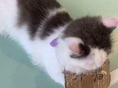 -怪兽屋·羊驼·猫咖·狗咖(俊华广场店)