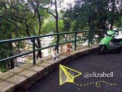 路遇可爱狗狗-二龙喉公园