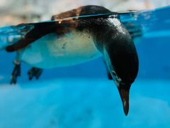 -帝企鹅自助餐厅•儿童岛•真企鹅(长隆企鹅酒店)