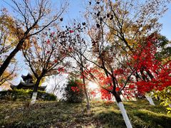 -上海市保健医疗中心