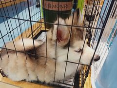 -龟与熊猫宠物公园(南坪店)