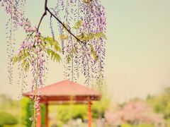 -嘉定紫藤园