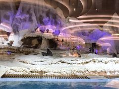 -帝企鹅自助餐厅•儿童岛•真企鹅(长隆企鹅酒店)