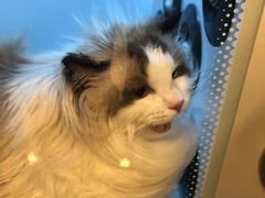 -PETKIT小佩宠物(古北店)