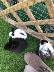 -萌宠亲子动物乐园(槐房万达店)