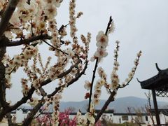 -灌云梅园景区