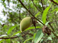 -南国桃园旅游度假区