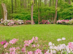 -上海共青森林公园