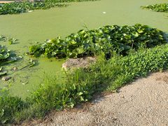 -前关湿地公园