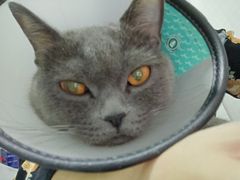 -关爱宠物医院·猫科中心·消化科(滨湖万达分院)