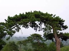 -清西陵