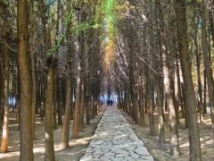 -五甲塘生态湿地公园