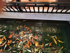 -龙悦湾酒家·八阵鱼生·渔人码头店
