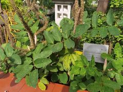 -广州神农草堂中医药博物馆