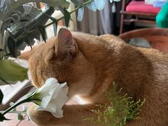 -lincat·猫舍(广州店)