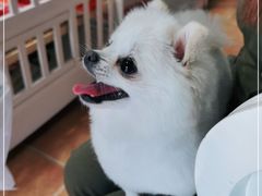 -宠匠·爱宠堡 PET CASTLE