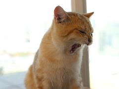 -Heymao猫咖.咖啡厅(东门店)