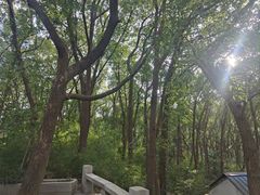 -苏州上方山国家森林公园