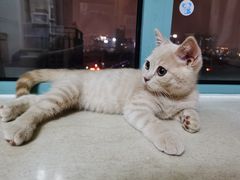 -东方名猫馆·英短金渐层布偶猫舍(环线广场1号楼店)