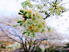 -武汉大学-樱园