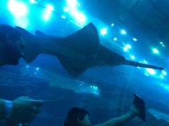 -迪拜水族馆及水下动物园