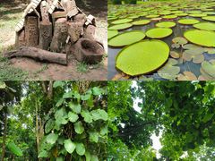 -中国科学院西双版纳热带植物园