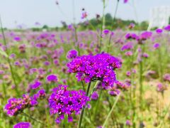 -北京东方普罗旺斯薰衣草庄园